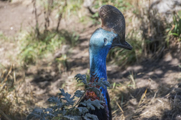 adult cassowary close up
