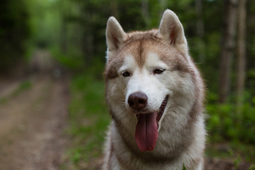 Naklejka na ściany i meble Close-up portrait of dog breed siberian husky with tonque hanging out sitting on the path in the forest