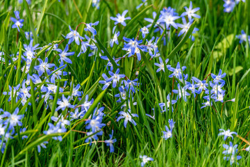Obraz na płótnie Canvas Blue Flowers and Grass