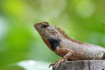 Wild lizard on tree stump and green leaf background . Copy space