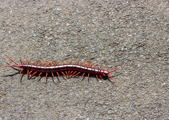Centipede on the street with coppy space