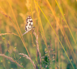 insecte papillon blanc et marron seul posé sur une graminée en plan rapproché en couleur