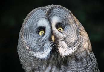 An owl portrait, looking surprised