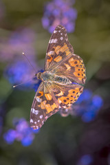 insecte papillon orange seul sur une fleur violette en gros plan