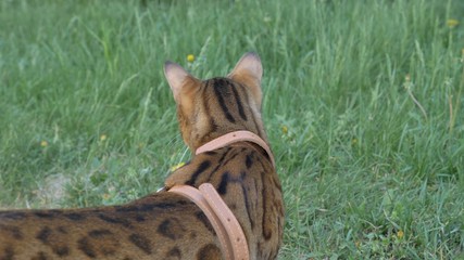 Bengal cat walks in the grass. He shows different emotions. The cat turned away from us, the back view.