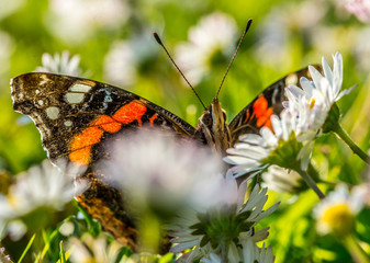 insecte papillon seul noir et orange sur une fleur dans un jardin en plan rapproché