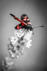 insecte zygène seul rouge et noir sur décor en noir et blanc