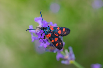insecte zygène seule rouge et noir sur une fleur violette lavande en gros plan
