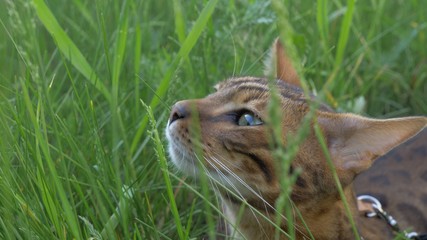 Bengal cat walks in the grass. He shows different emotions. The view of the animal is very close to the grass. The ears are lowered and set back: an offensive posture, anger.