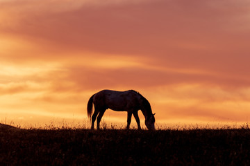 Obraz na płótnie Canvas Wild Horse Stallion Silhouetted at Sunset