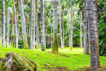 Beautiful palm trees park on Tenerife