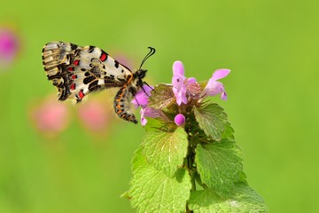 Zerynthia cerisyi  214