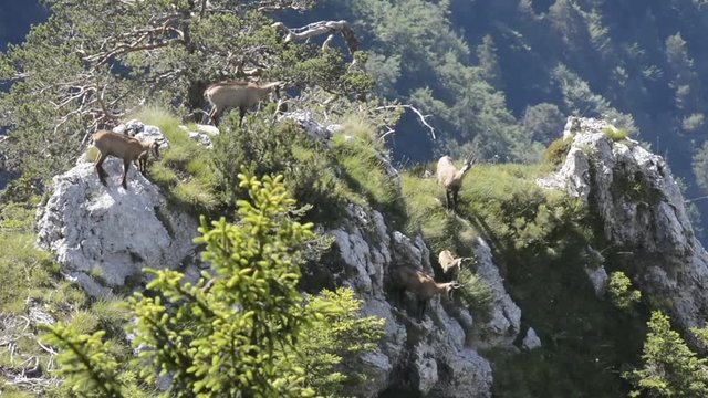 femmine di camoscio con cuccioli