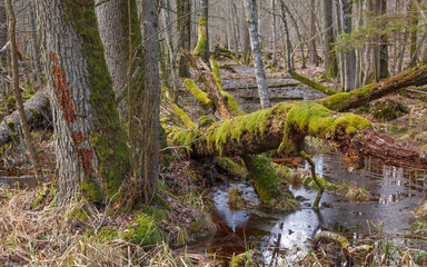 Old alder trees and broken one over water
