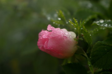 Beautiful flower of rose hips.