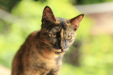 Fototapeta premium Chat roux 