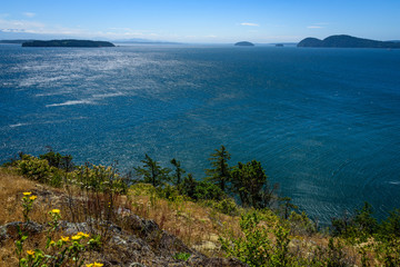 View from a hilltop in the San Juan Islands of the of the vibrant blue water of Salish Sea and other islands in the distance, water, trees, bushes, yellow flowers, and grasses in the foreground.
