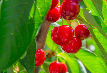 Obraz premium Red cherries hanging on a cherry tree