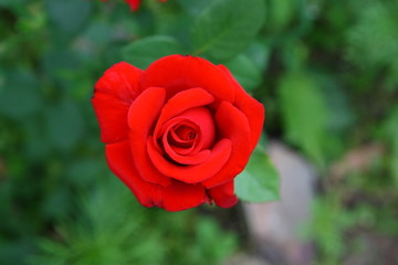 Very beautiful tea-hybrid rose. A refined, pleasant smell.