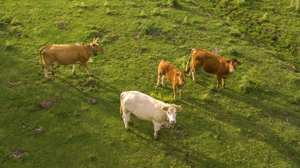 Aerial view of a herd of grazing cows in the Italian countryside. The animals are eating in this meadow of the Italian countryside. The beasts are brown, white and black.