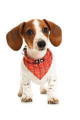 Mini Piebald Dachshund mit Halstuch isoliert auf weißem Hintergrund © DoraZett