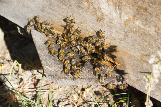 Bees in a hive in summer