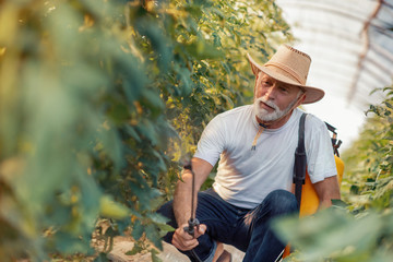 Senior man in greenhouse spraying plants