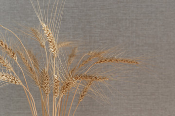 wheat ears on grey background