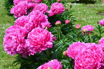Group of blooming pink peonies
