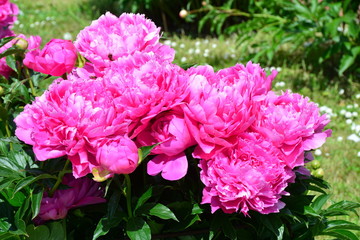 Group of beautiful pink peonies