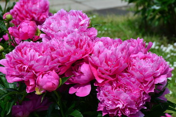 Fresh pink peony flowers