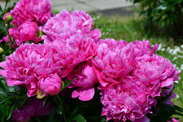 Fresh pink peony flowers