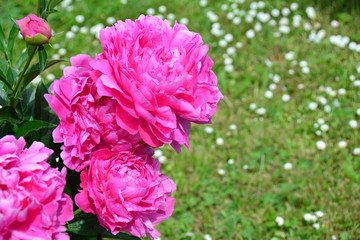 Bright fresh pink peonies 