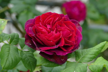 Rote Rose im Morgentau