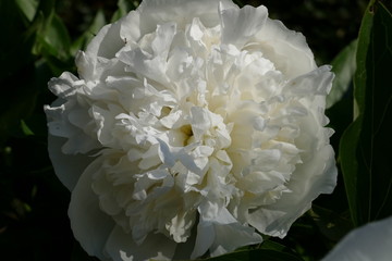 Weisse Pfingstrose in voller Blüte