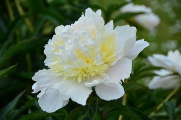 White-yellow peony flower