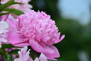 Beautiful fresh peony flower in the garden