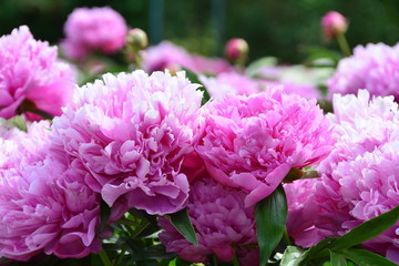 Pink sunny peony flowers 