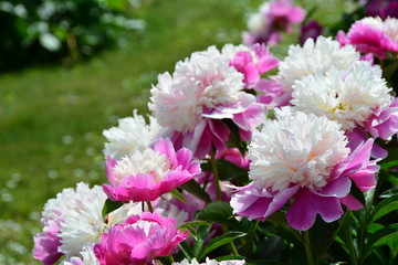 Beautiful blooming white-pink peony flowers 