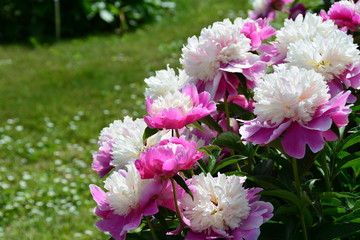 White-pink peony flowers in the garden