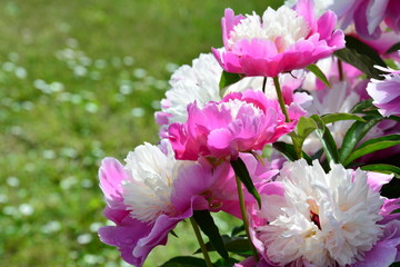Blooming white-pink peony flowers 