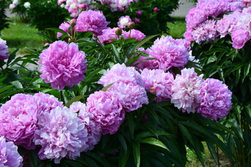 Big pink peonies in summer 