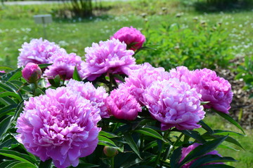 Big pink peonies in the garden 