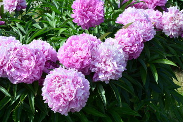 Big blooming peoies in the garden 