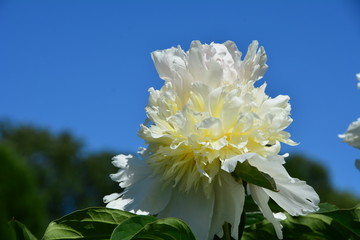 White peony flower in the garden