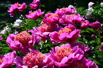 Group of sunny pink peonies in the garden