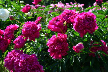 Sunny fresh pink peony flowers 