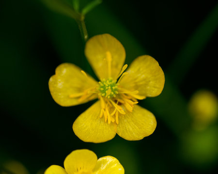 Goldilocks buttercup flowers growing  in the  High Tatras, Slovakia.  Macro. Ranunculus auricomus. Greenland buttercup.