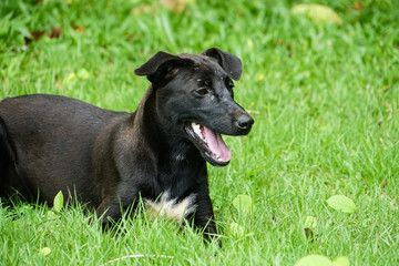 happy black puppy dog play in a park