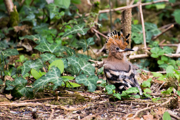 Young hoopoe near the nest